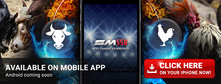 aplikasi mobile sabung ayam online sm558